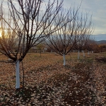 Земеделски имот в с. Присово, Област Велико Търново -  кв.м за 255 €/дка - Снимка #1