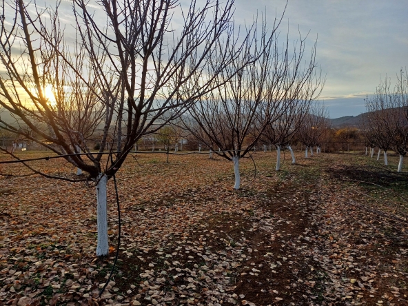 Земеделски имот в с. Присово, Област Велико Търново -  кв.м за 255 €/дка - Снимка #1