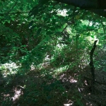 Парцел в Шумен, Добруджански - 2212 кв.м за 4 €/кв.м - Снимка #1