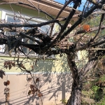 Къща в Алфатар - 370 кв.м за 52 €/кв.м - Снимка #1