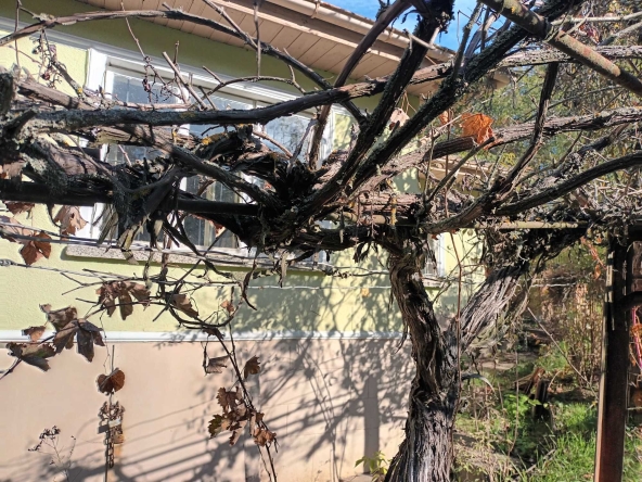 Къща в Алфатар - 370 кв.м за 52 €/кв.м - Снимка #1