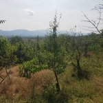 Парцел в Карлово - 1200 кв.м за 38 €/кв.м - Снимка #1