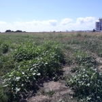 Парцел в Ахелой - 5000 кв.м за 45 €/кв.м - Снимка #1