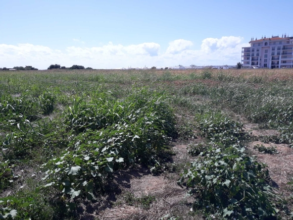 Парцел в Ахелой - 5000 кв.м за 45 €/кв.м - Снимка #1