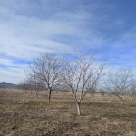 Земеделски имот в с. Тополи дол, Област Пазарджик -  кв.м за 4643 €/дка - Снимка #1