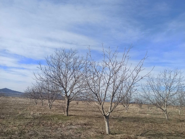 Земеделски имот в с. Тополи дол, Област Пазарджик -  кв.м за 4643 €/дка - Снимка #1