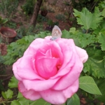 Къща в Николаево - 95 кв.м за 1264 €/кв.м - Снимка #1