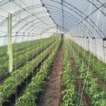 Парцел в Чирпан - 1100 кв.м за 28 €/кв.м - Снимка #1