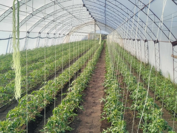 Парцел в Чирпан - 1100 кв.м за 28 €/кв.м - Снимка #1