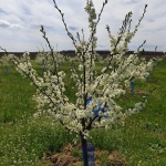 Земеделски имот в Варна, Лятно кино Тракия -  кв.м за 2084 €/дка - Снимка #1