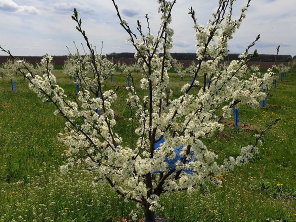 Земеделски имот в Варна, Лятно кино Тракия -  кв.м за 2084 €/дка - Снимка #1