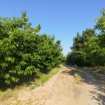 Земеделски имот в с. Виноградец, Област Пазарджик -  кв.м за 204 €/дка - Снимка #1