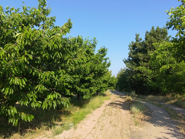 Земеделски имот в с. Виноградец, Област Пазарджик -  кв.м за 204 €/дка - Снимка #1