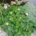 Къща в Средец - 60 кв.м за 1250 €/кв.м - Снимка #1