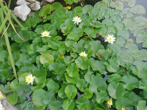 Къща в Средец - 60 кв.м за 1250 €/кв.м - Снимка #1