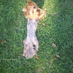 Земеделски имот в с. Острово, Област Разград -  кв.м за 2040 €/дка - Снимка #1