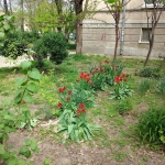 Дава се под наем Парцел в София, Карпузица - 1500 кв.м за 510 € - Снимка #1