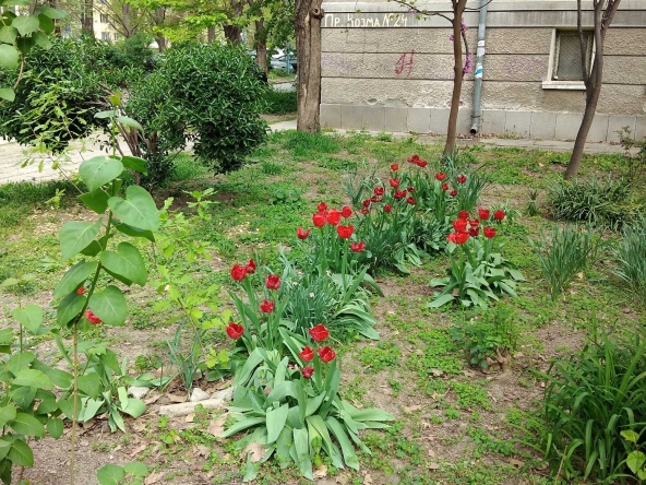Дава се под наем Парцел в София, Карпузица - 1500 кв.м за 510 € - Снимка #1