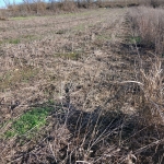 Земеделски имот в Генерал Тошево -  кв.м за 1 €/дка - Снимка #1