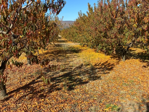 Земеделски имот в Сливен, Речица -  кв.м за 1683 €/дка - Снимка #1