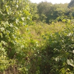 Парцел в Разград, Промишлена зона - Запад - 907 кв.м за 3 €/кв.м - Снимка #1