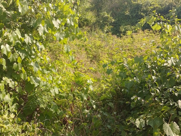 Парцел в Разград, Промишлена зона - Запад - 907 кв.м за 3 €/кв.м - Снимка #1