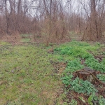 Парцел в с. Пороище, Област Разград - 1500 кв.м за 6 €/кв.м - Снимка #1