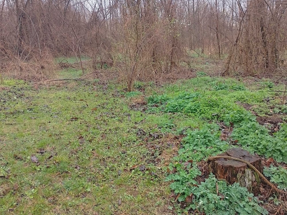 Парцел в с. Пороище, Област Разград - 1500 кв.м за 6 €/кв.м - Снимка #1