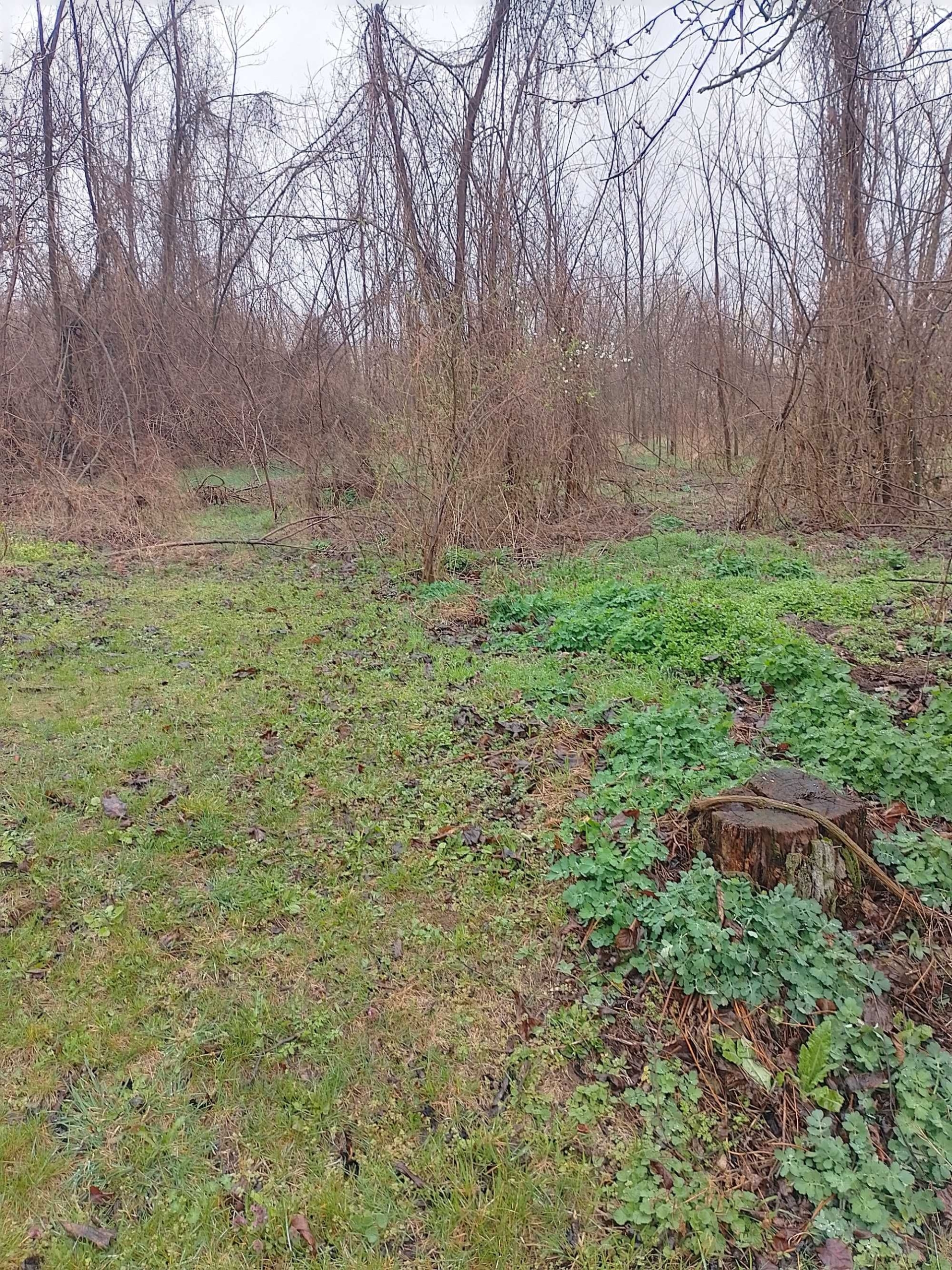 Парцел в с. Пороище, Област Разград - 1500 кв.м за 6 €/кв.м - Снимка #1