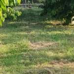 Земеделски имот в с. Цалапица, Област Пловдив -  кв.м за 2550 €/дка - Снимка #1