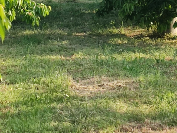 Земеделски имот в с. Цалапица, Област Пловдив -  кв.м за 2550 €/дка - Снимка #1