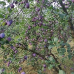 Земеделски имот в Севлиево -  кв.м за 26 €/дка - Снимка #1