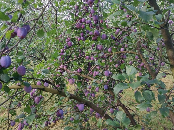 Земеделски имот в Севлиево -  кв.м за 26 €/дка - Снимка #1