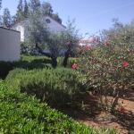 Земеделски имот в Разград, Варош -  кв.м за 1530 €/дка - Снимка #1