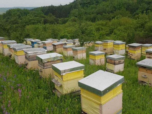 Земеделски имот в Разград, Варош -  кв.м за 1785 €/дка - Снимка #1