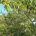 Земеделски имот в Сливен, Българка -  кв.м за 2020 €/дка - Снимка #1