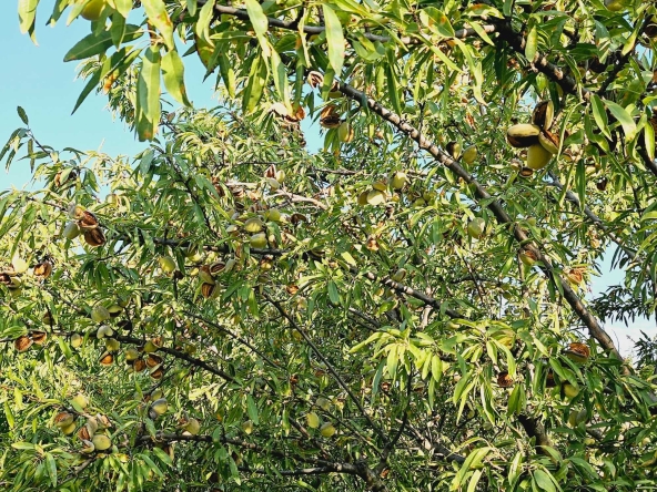 Земеделски имот в Сливен, Българка -  кв.м за 2020 €/дка - Снимка #1