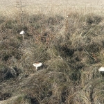 Дава се под наем Едностаен апартамент в Плевен, Идеален център - 54 кв.м за 153 € - Снимка #1