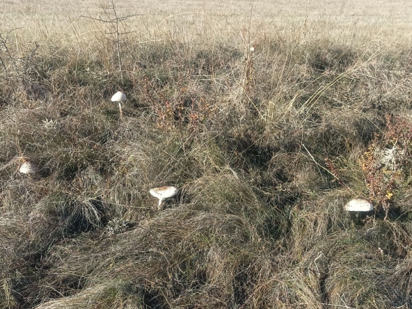 Дава се под наем Едностаен апартамент в Плевен, Идеален център - 54 кв.м за 153 € - Снимка #1