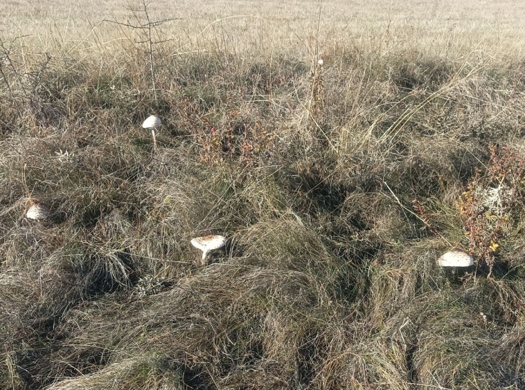 Дава се под наем Едностаен апартамент в Плевен, Идеален център - 54 кв.м за 153 € - Снимка #1