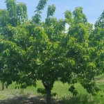 Земеделски имот в с. Синитово, Област Пазарджик -  кв.м за 3077 €/дка - Снимка #1