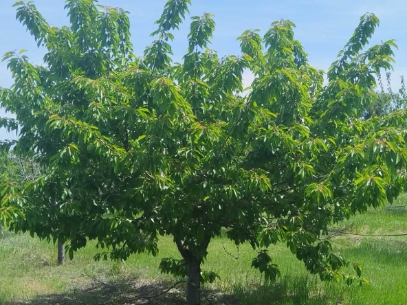 Земеделски имот в с. Синитово, Област Пазарджик -  кв.м за 3077 €/дка - Снимка #1