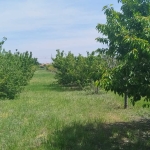 Земеделски имот в с. Синитово, Област Пазарджик -  кв.м за 2878 €/дка - Снимка #1