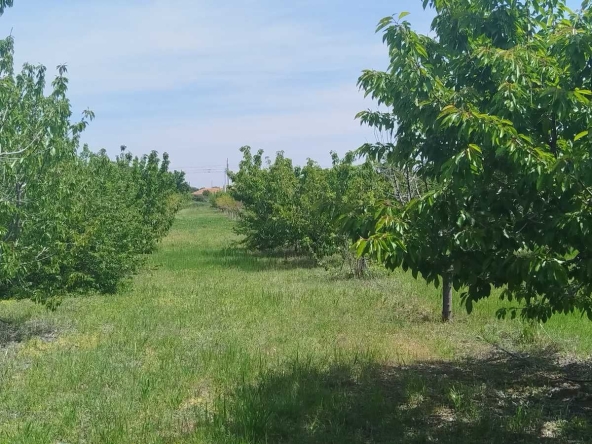 Земеделски имот в с. Синитово, Област Пазарджик -  кв.м за 1166 €/дка - Снимка #1