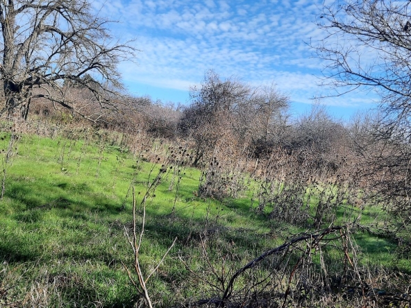 Парцел в с. Рудник, Област Варна - 1040 кв.м за 16 €/кв.м - Снимка #1