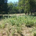 Парцел в Перник, Църква - 1440 кв.м за 46 €/кв.м - Снимка #1