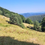 Земеделски имот в с. Давидково, Област Смолян -  кв.м за 4845 €/дка - Снимка #1