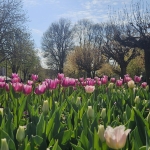 Дава се под наем Ателие в Плевен, Идеален център - 35 кв.м за 178.5 € - Снимка #1