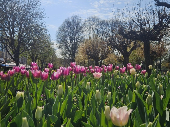 Дава се под наем Ателие в Плевен, Идеален център - 35 кв.м за 178.5 € - Снимка #1