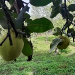 Парцел в с. Васил Левски, Област Търговище - 1000 кв.м за 21 €/кв.м - Снимка #1